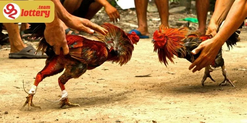 Từng chiến kê phải trải qua giai đoạn luyện tập, ăn uống và huấn luyện